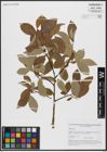 Foto von Salix caprea L.